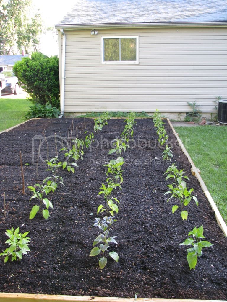 130525GardenPeppers.jpg