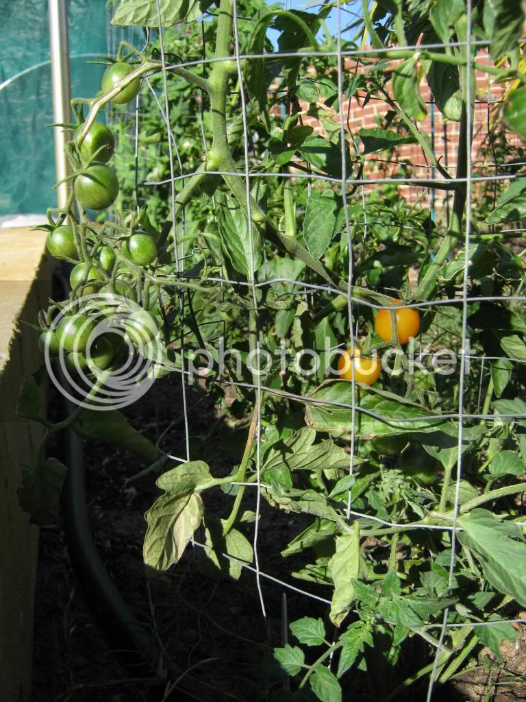 Gardenrecovery030.jpg