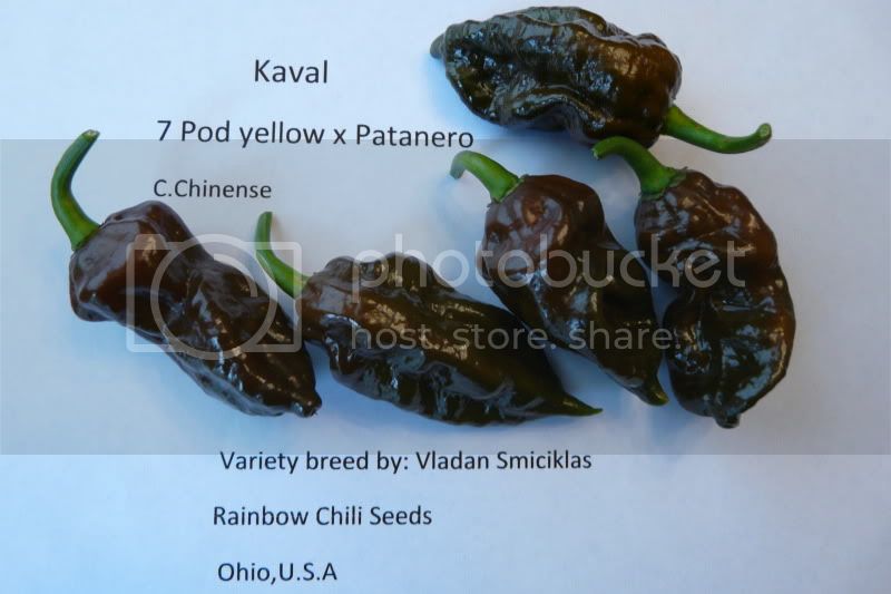 Kaval-7PodyellowxPatanero-VladanSmiciklas-rainbowchiliseedsP1050254.jpg