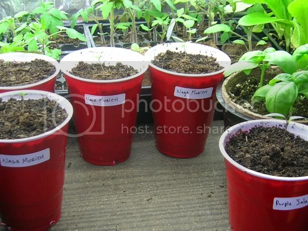 seedlings1.jpg