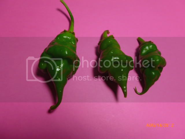 GreenScorpion-VladanSmiciklas-RainbowChiliSeedsP1000926.jpg