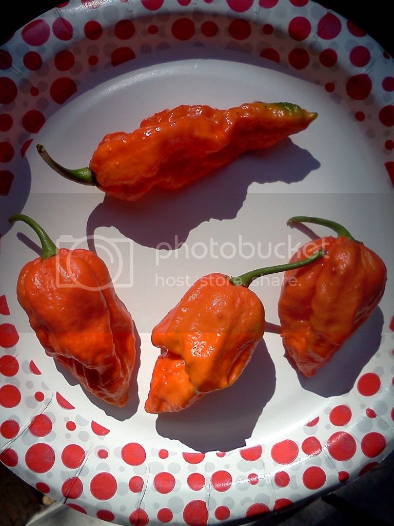 nagamorichandbhut.jpg