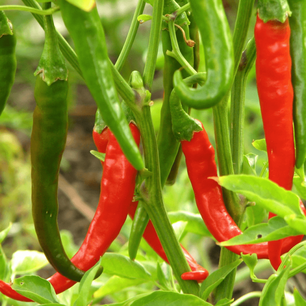 vegetables-pepper-thai-dragon-600x600.jpg