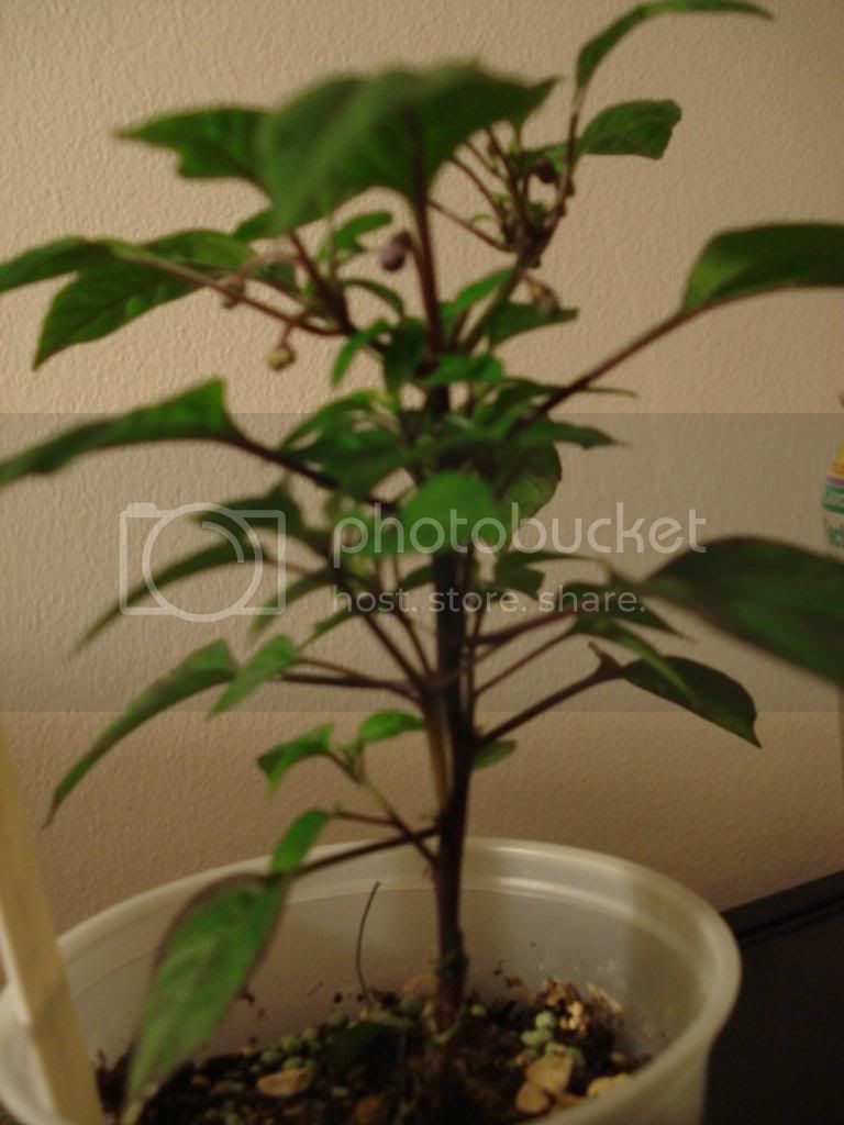 DSC02776.jpg