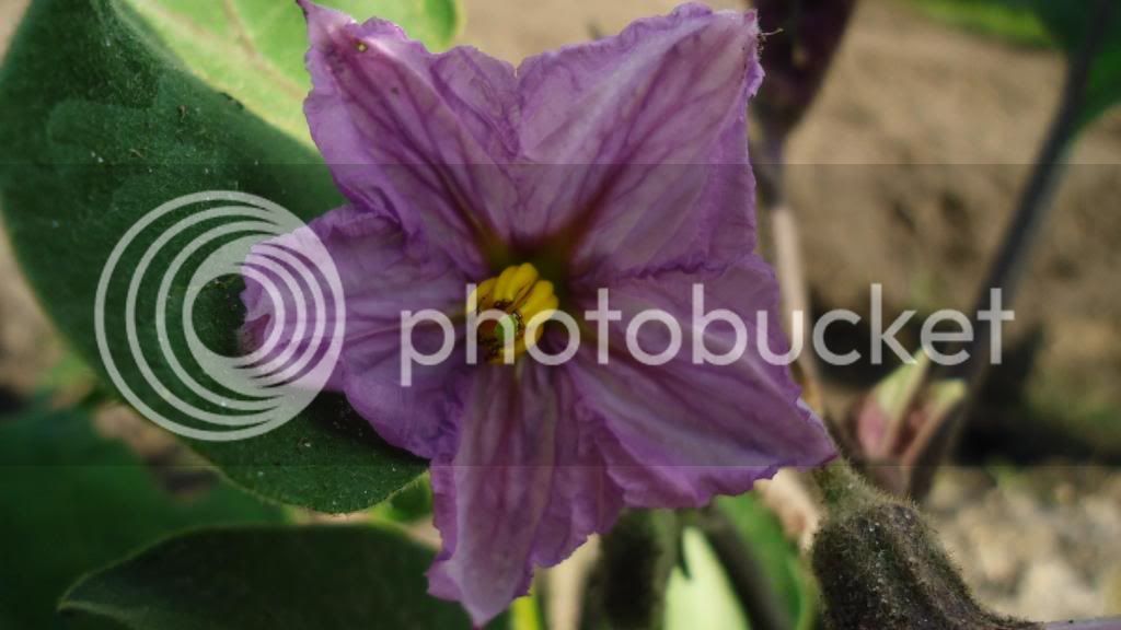 EggplantFlower.jpg