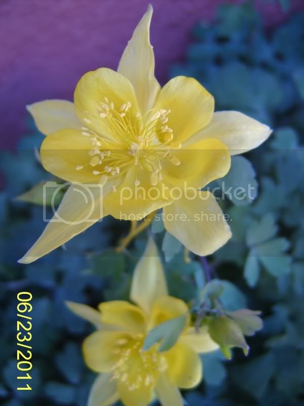 Aquilegiachrysantha6-23-11.jpg