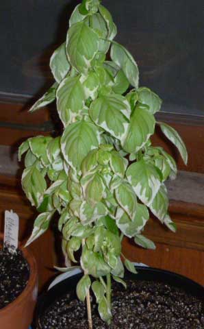 basil20110223.jpg