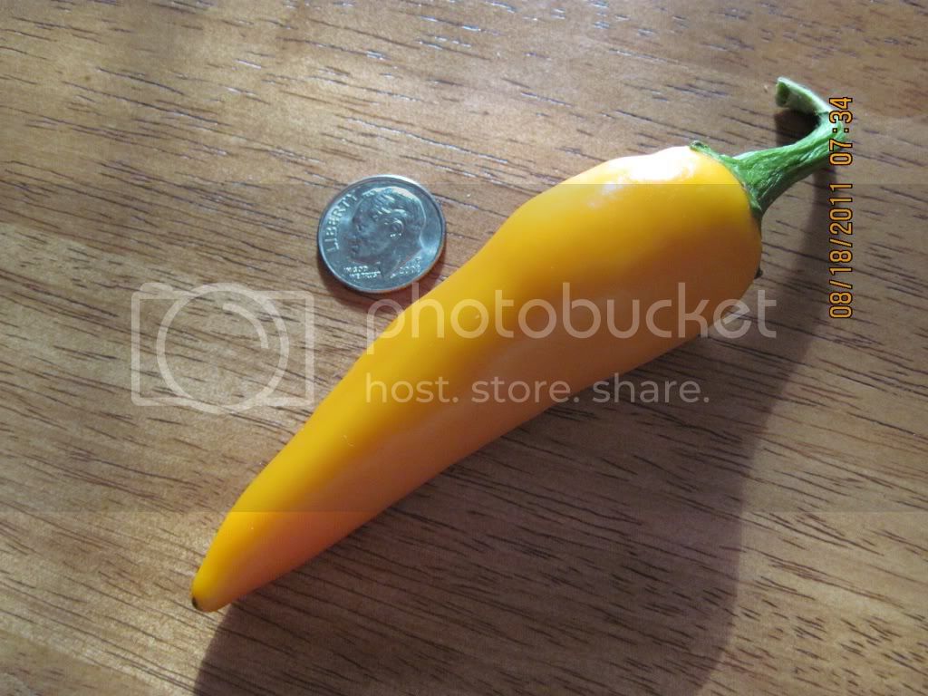 BulgarianCarrot-1.jpg