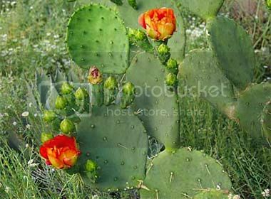 Prickly_Pear_Cactus_3_.jpg
