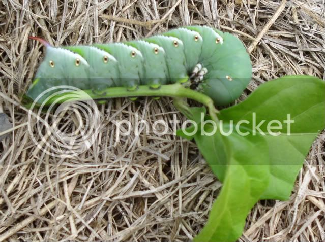 TobaccoHornWorm-1.jpg