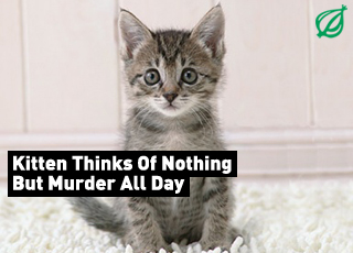 Kitten-Thinks-Of-Nothing-Bu.jpg