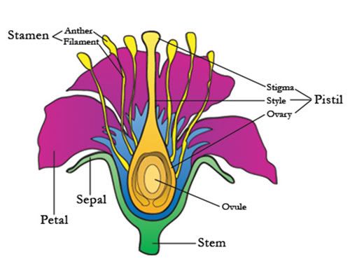 016_flower.jpg