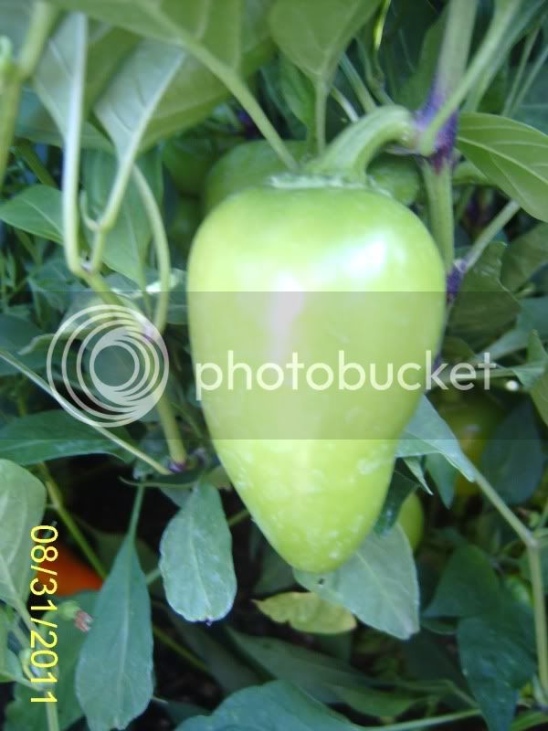 Mysterypepper8-31-11.jpg