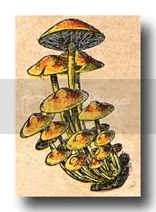 mushroom4.jpg