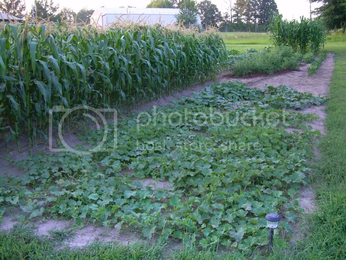 Canta-Cukes6-20-09.jpg