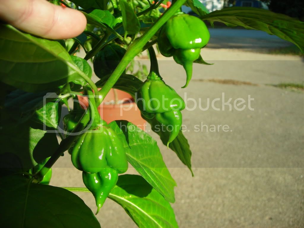 DSCN1049.jpg