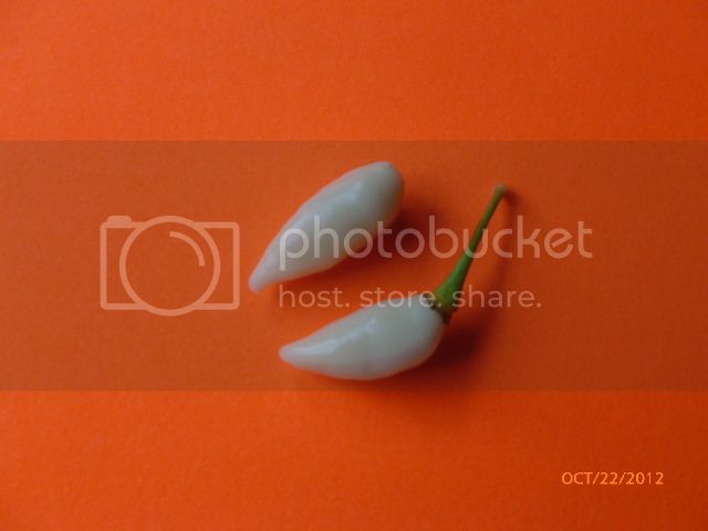 WhiteHabanero-VladanSmiciklas-RainbowChiliSeedsP1010513.jpg