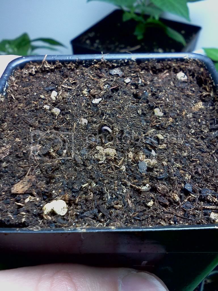 PimentaMorangoSeedling.jpg