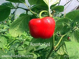 rocoto-red-pepper-plants.jpg