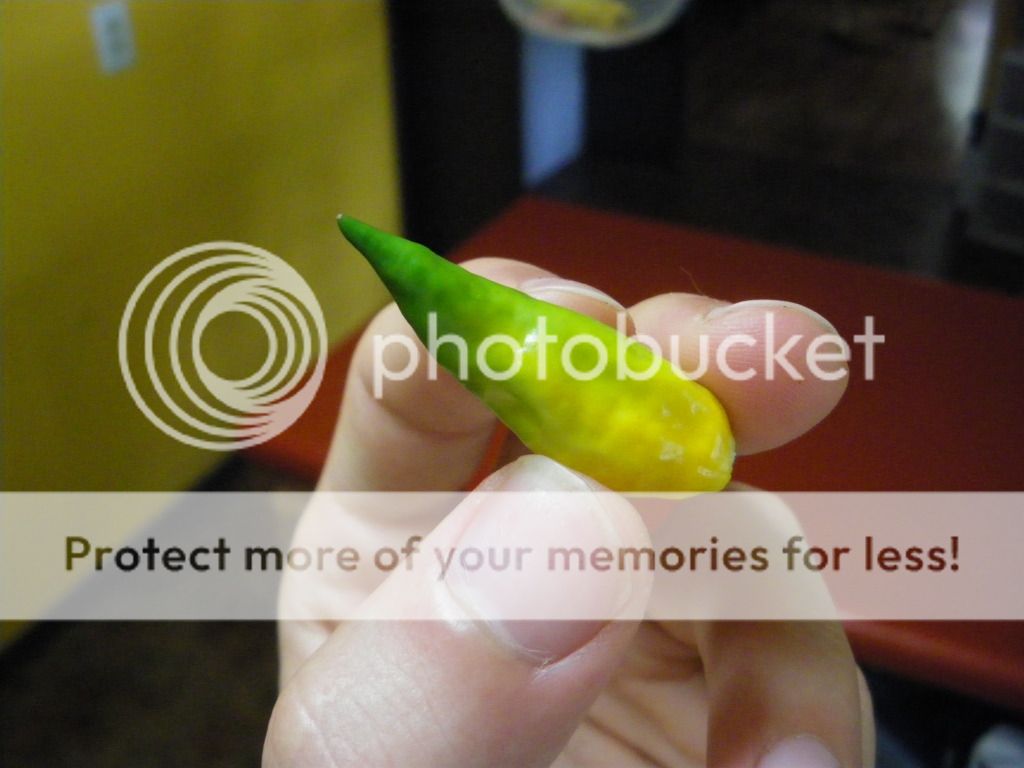 IMGP4467.jpg