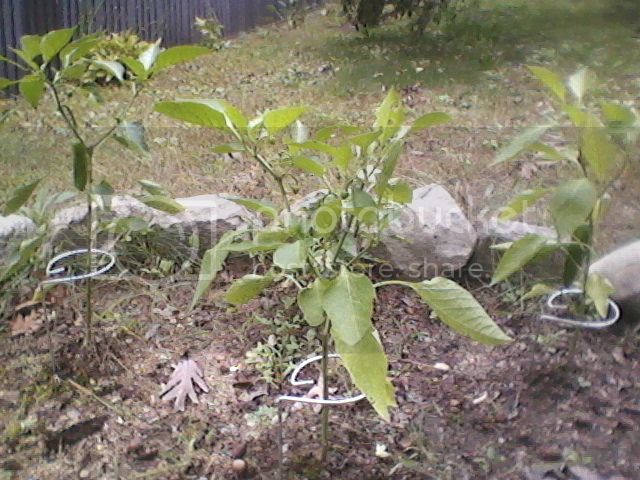 Pepperplantoct20123.jpg