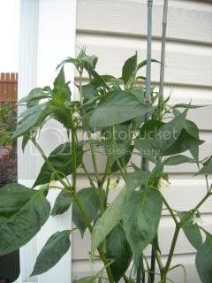 peppers018.jpg