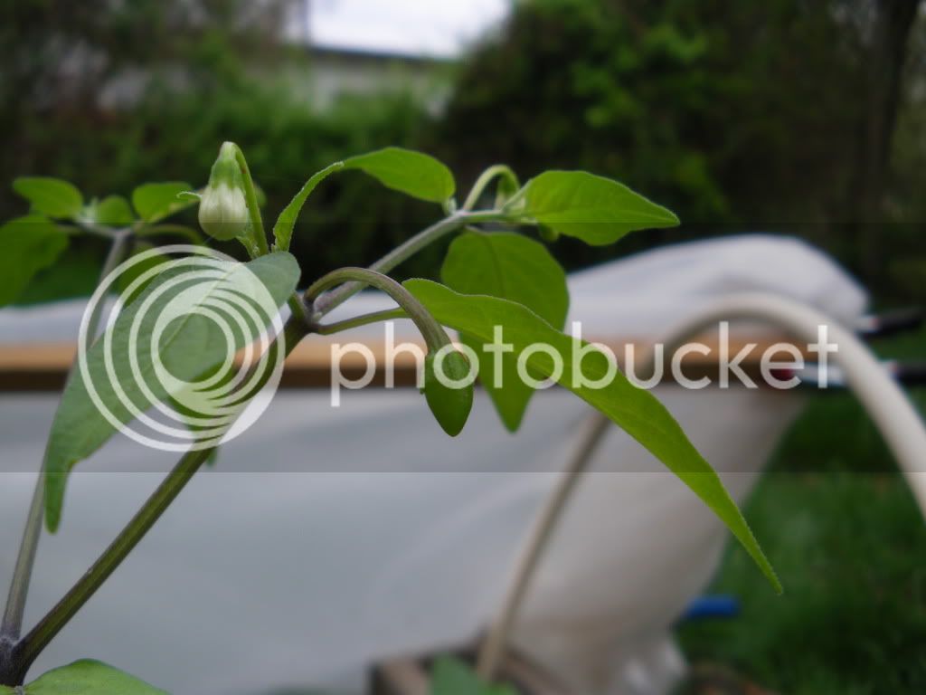 IMGP3149.jpg