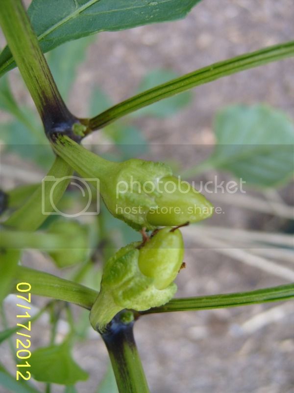 CostenoAmarillopods7-17-12.jpg