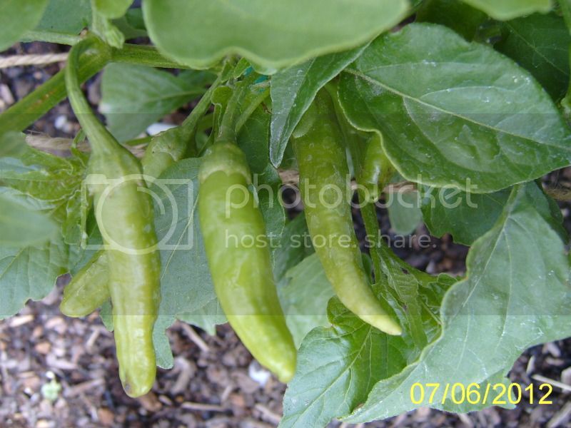 AjiChinchiAmarillopods7-6-12.jpg