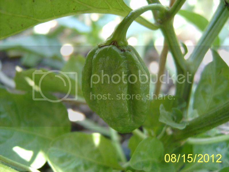 ChocolateHabanero8-15-12.jpg