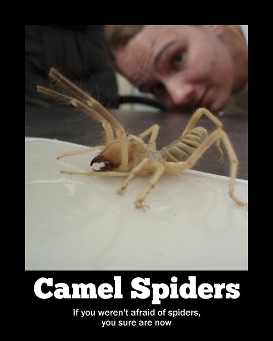 funny-camel-spiders-scary1.jpg