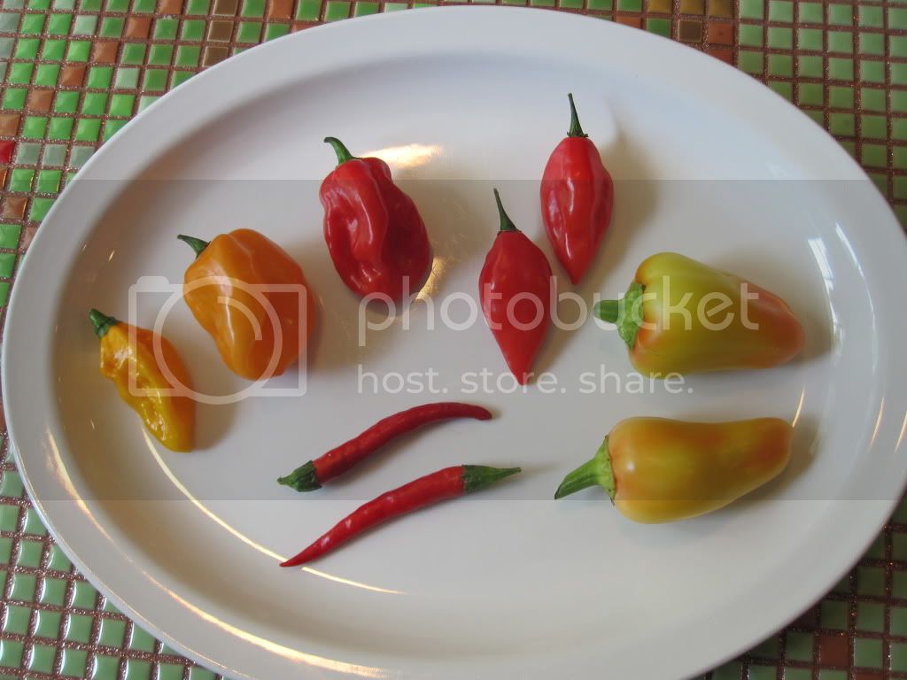 shrimpscampipeppers.jpg