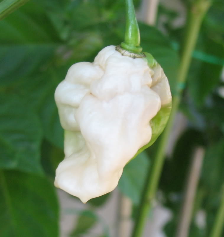 bumpy%20white%20bhut.jpg