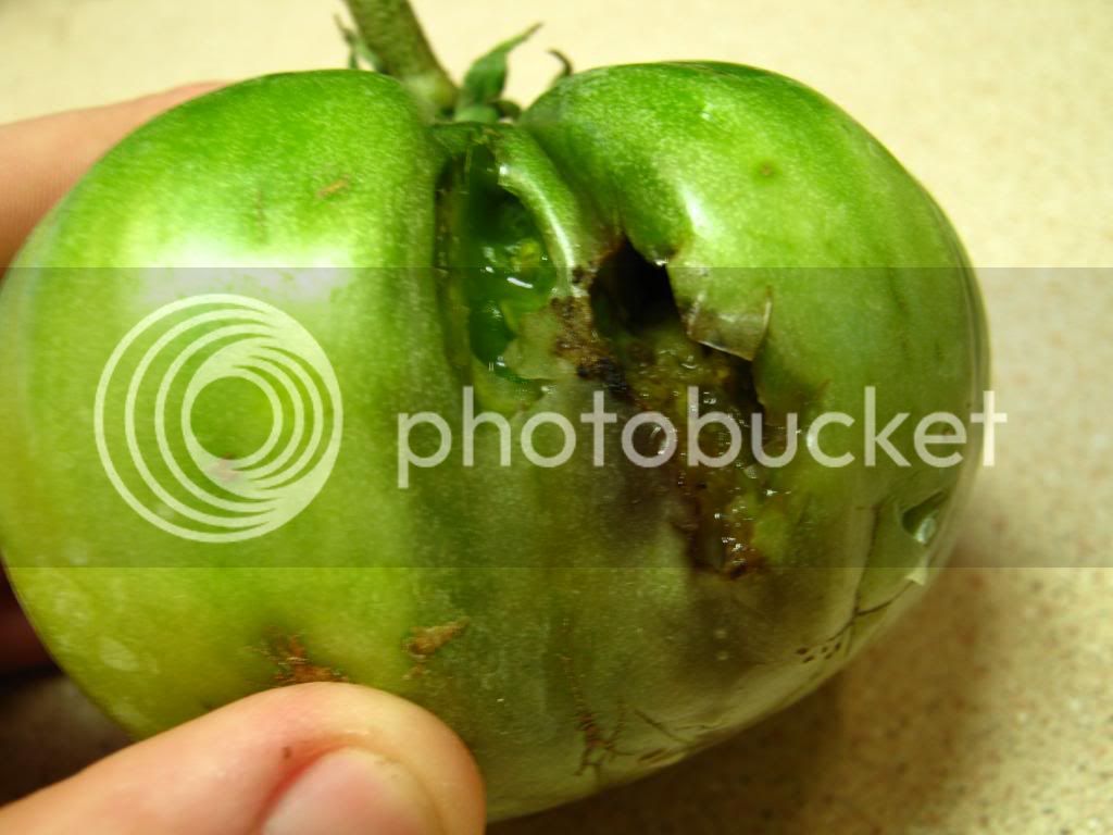 podlygoodness002_zps4d952155.jpg