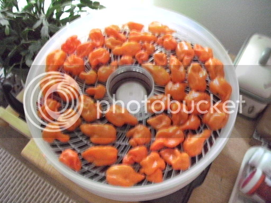 SANY0010.jpg