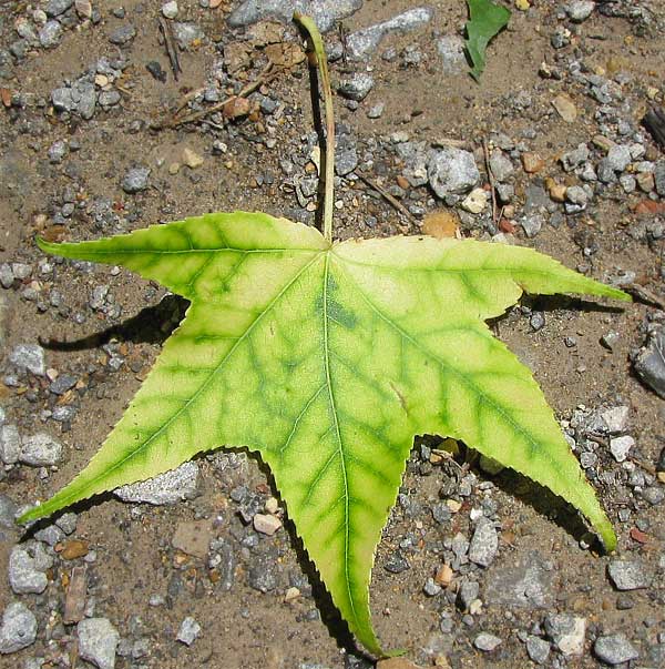 Sweetgum-leaf-interveinal-chlorosis.jpg