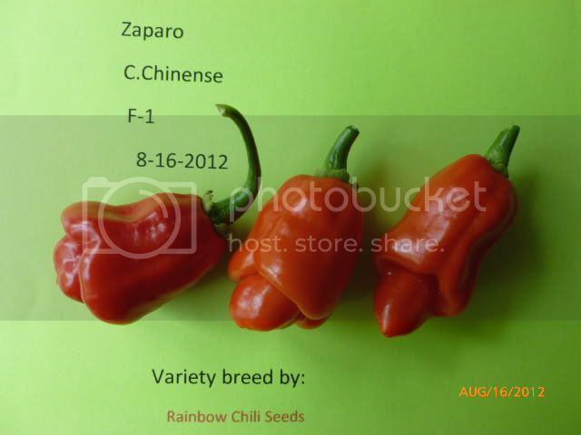 ZaparoF-1-VladanSmiciklas-RainbowChiliSeedsP1000953.jpg