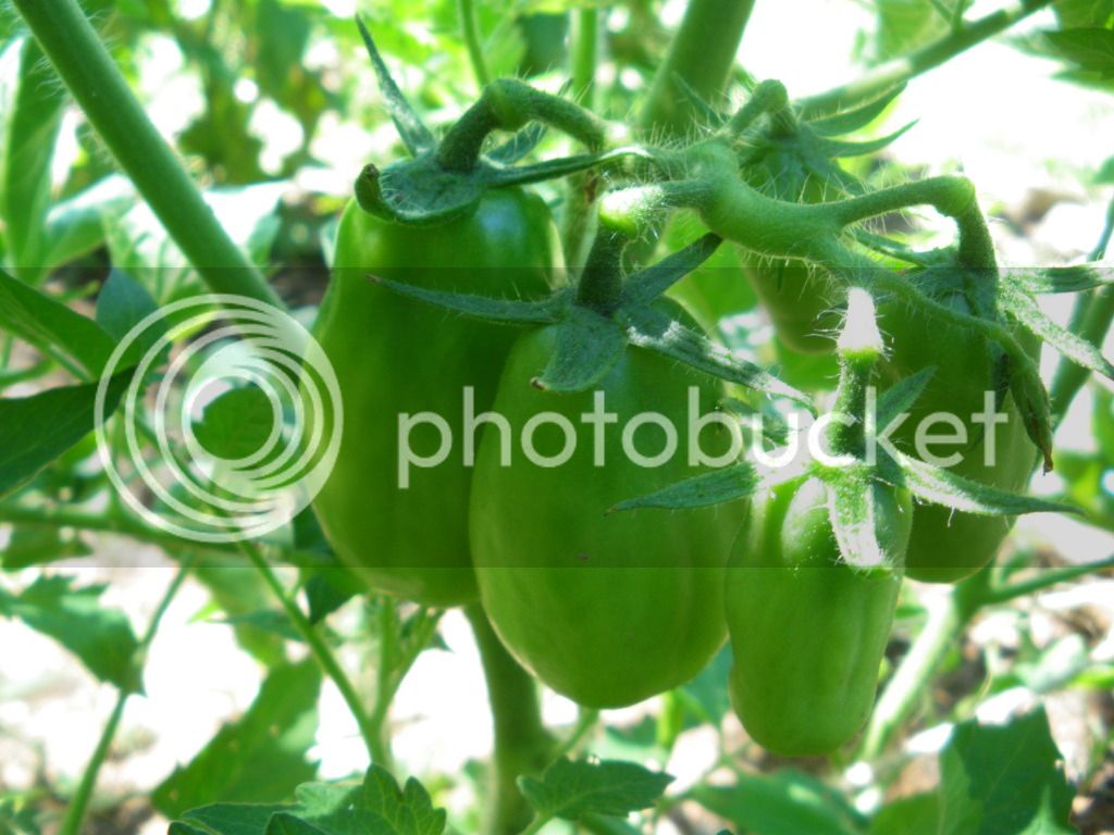 IMGP4420.jpg