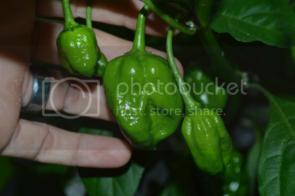 peppers001.jpg