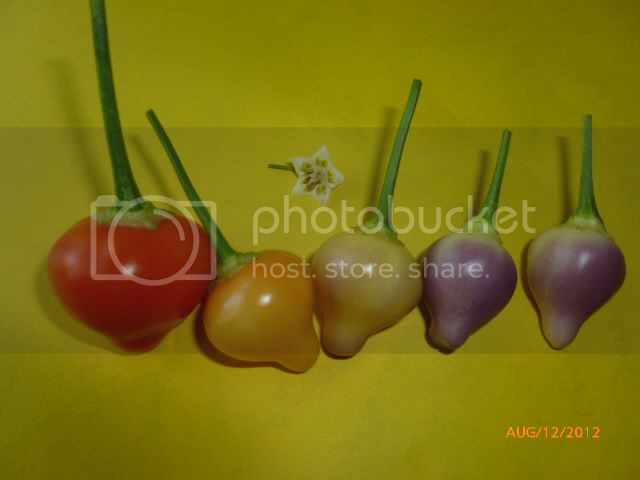 PimentaBarrodoRibeiro-VladanSmiciklas-RainbowChiliSeedsP1000858.jpg