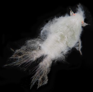 woolly_aphid_4_hilma-300x294.jpg