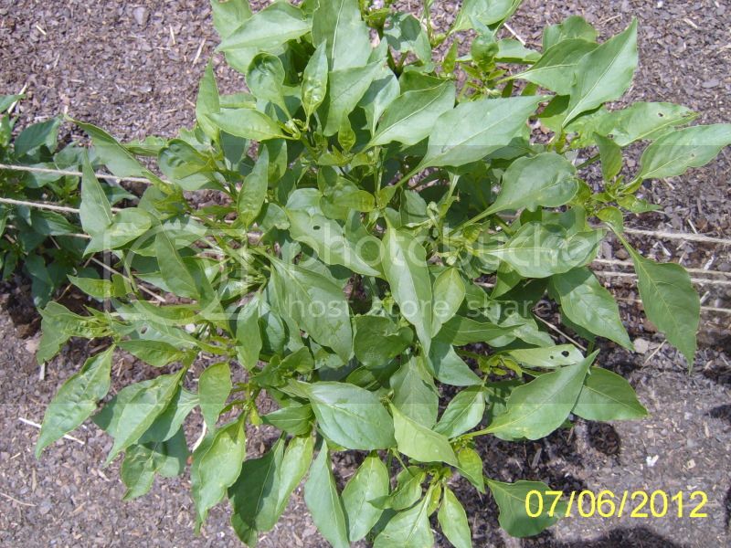 ChilhuacleAmarillo-topofcanopy7-6-12.jpg