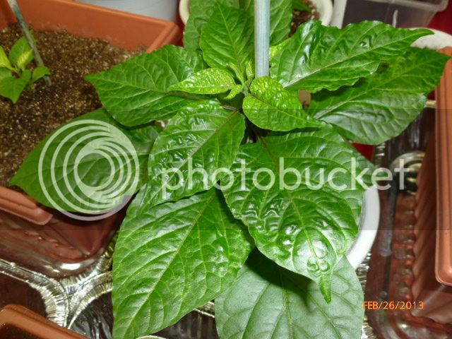 OlhodeGatoseedling-VladanSmiciklas-RainbowChiliSeedsP1010655.jpg