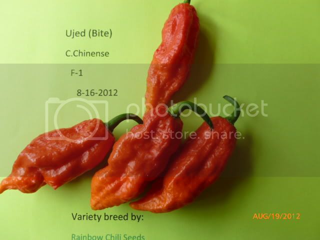 UjedBiteF-1-VladanSmiciklas-RainbowChiliSeedsP1000994.jpg