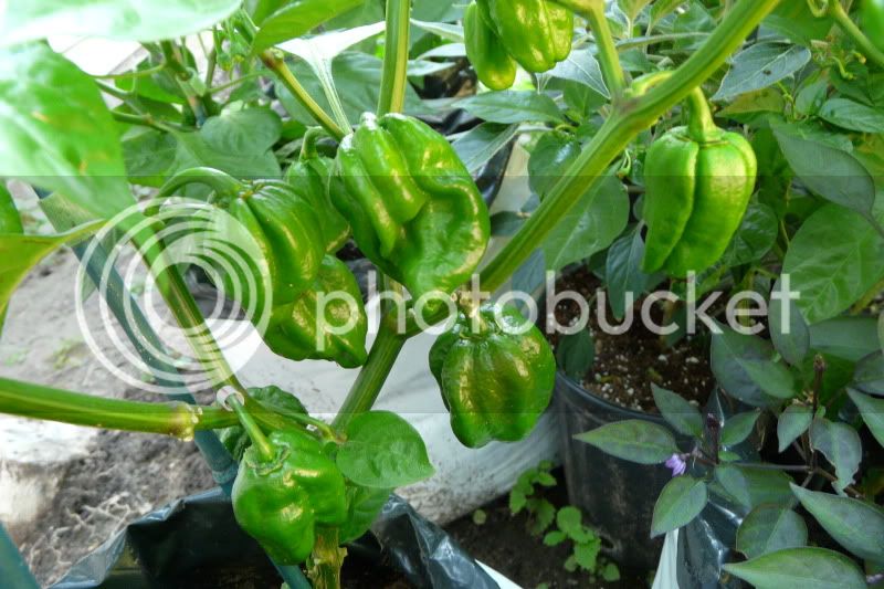 Chocolatehabanero-VladanSmiciklas-RainbowChiliSeedsP1060635.jpg