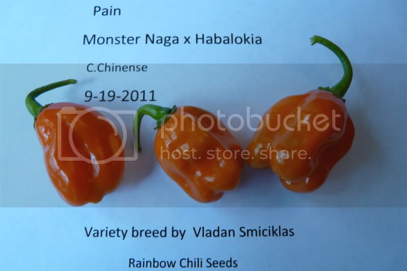 Pain-MonsterNagaxHabalokia-VladanSmiciklas-rainbowchiliseedsP1040984.jpg