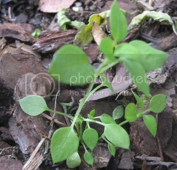 seedling1charapita.jpg