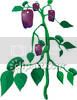 a_purple_bell_pepper_plant_royal-4.jpg