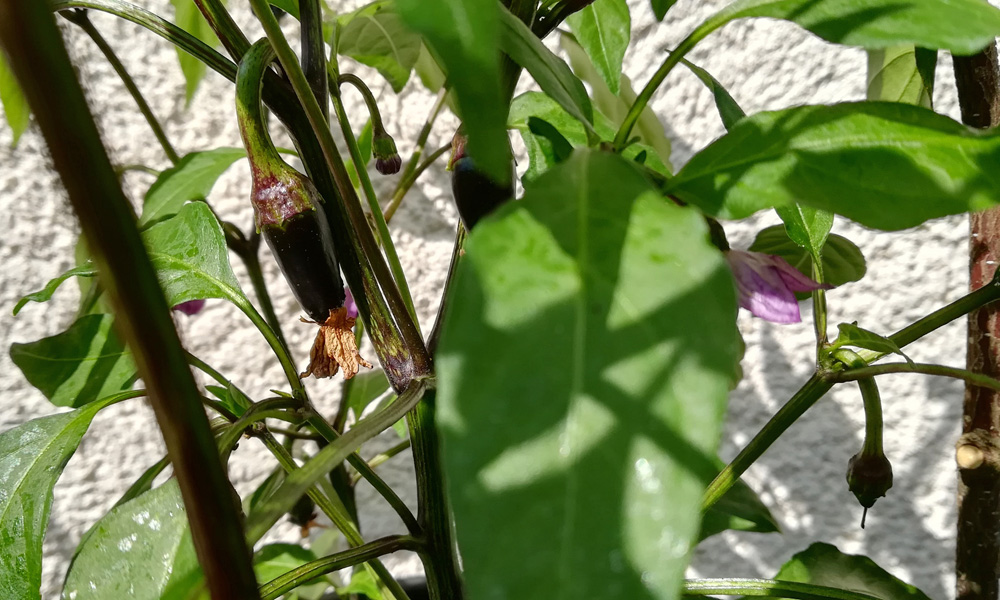 jalapenopurple28062020.jpg