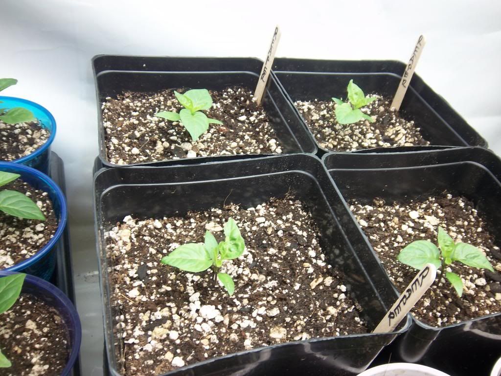 Pepperseedlings1-4-13036_zps242f21a1.jpg